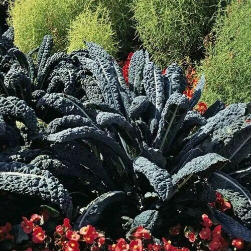 Капуста ночи тосканы фото KALE 400 Seeds Heirloom Mix 4 TYPES 4 PACK spring winter autumn summer Vegetable
