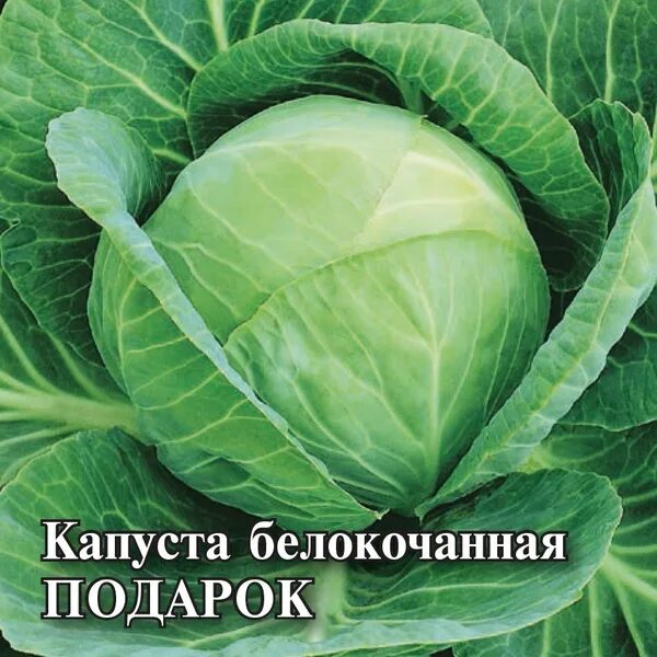 Капуста подарок описание сорта фото отзывы Капуста Гавриш 466758 - купить по выгодным ценам в интернет-магазине OZON (85910