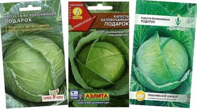 Капуста подарок описание сорта фото отзывы Описание сорта капусты Подарок