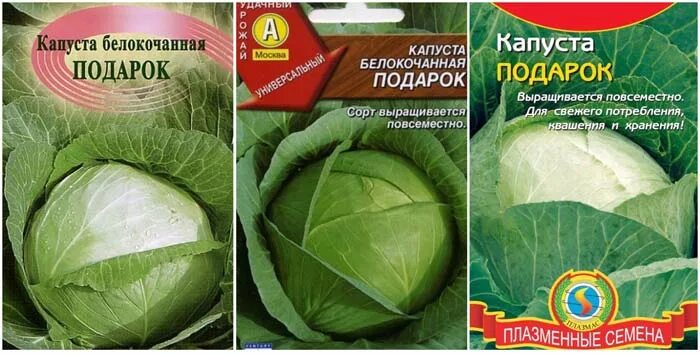 Капуста подарок описание сорта фото отзывы капуста подарок: описание сорта, фото и отзывы