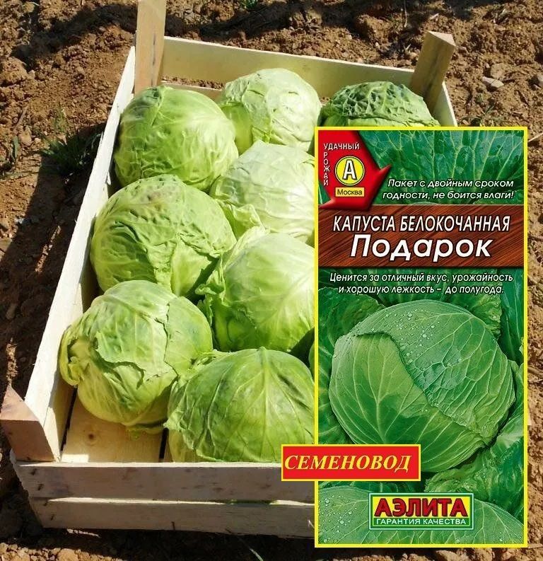 Капуста подарок описание сорта фото отзывы Капуста Аэлита Капуста - купить по выгодным ценам в интернет-магазине OZON (5314