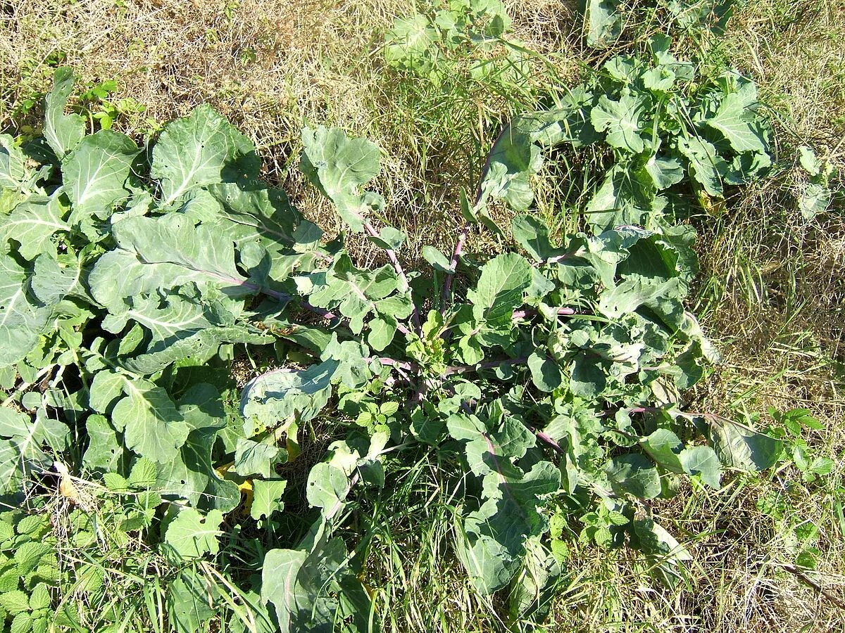 Капуста полевая фото Brassica oleracea - Simple English Wikipedia, the free encyclopedia