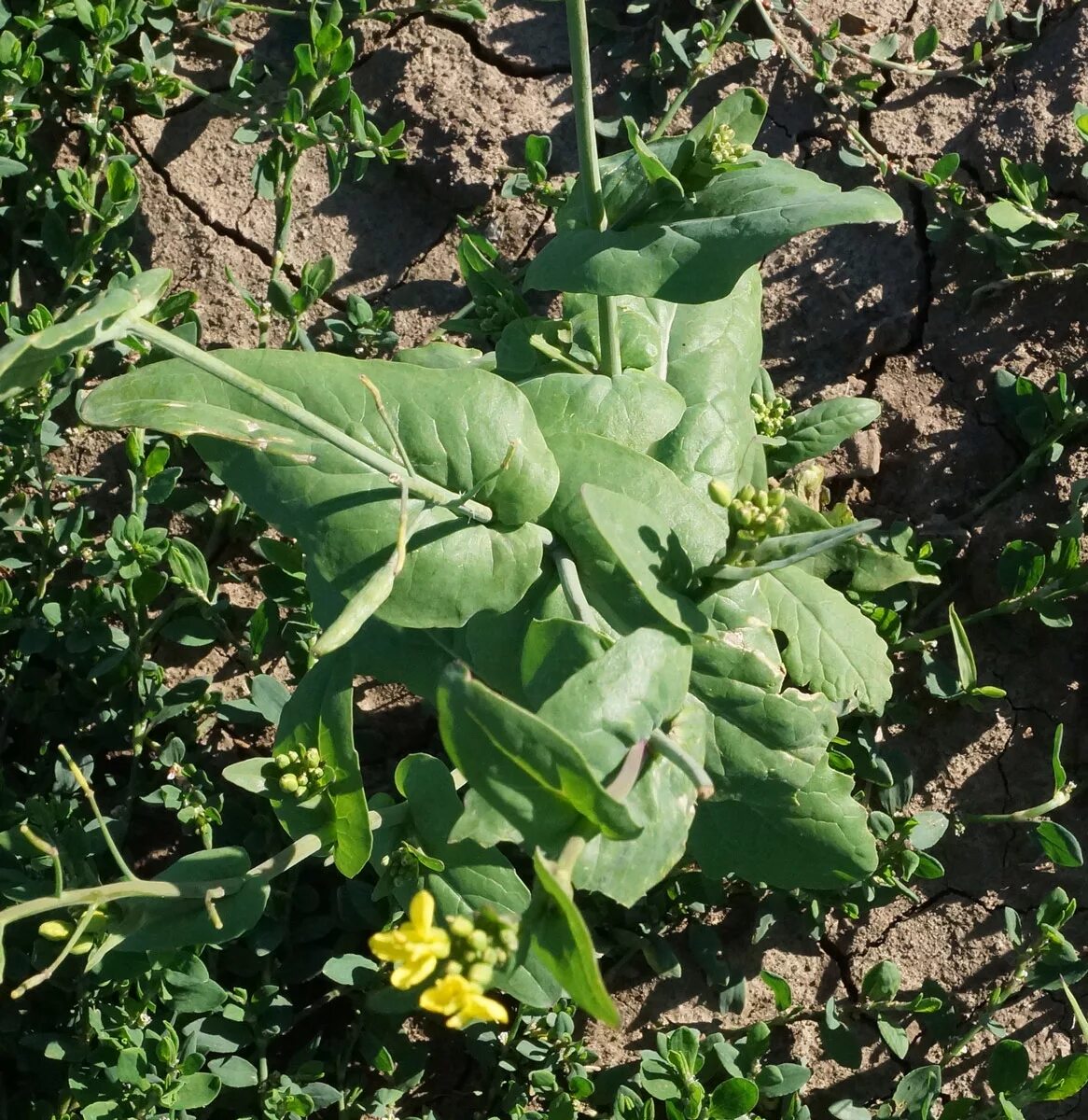 Капуста полевая фото Brassica campestris - Image of an specimen - Plantarium