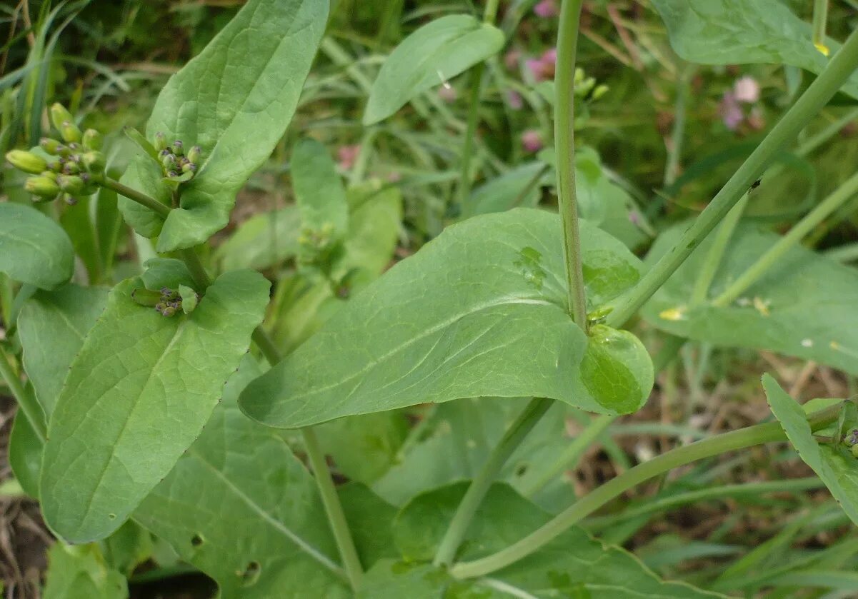 Капуста полевая фото Brassica campestris - Изображение особи - Плантариум