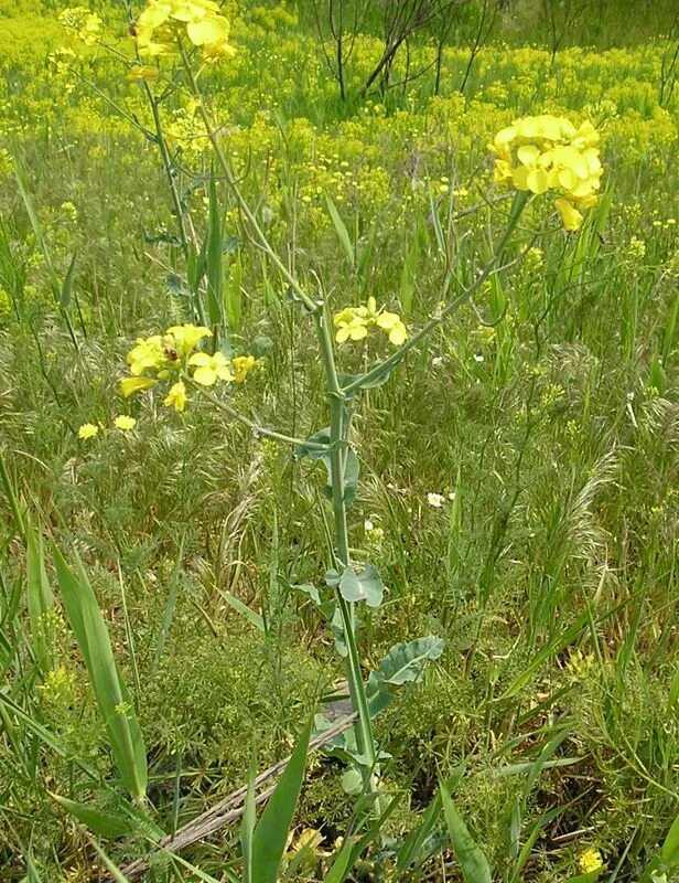 Капуста полевая фото Brassica campestris - Изображение особи - Плантариум