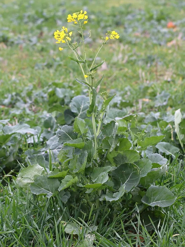 Капуста полевая фото Brassica napus - Image of an specimen - Plantarium