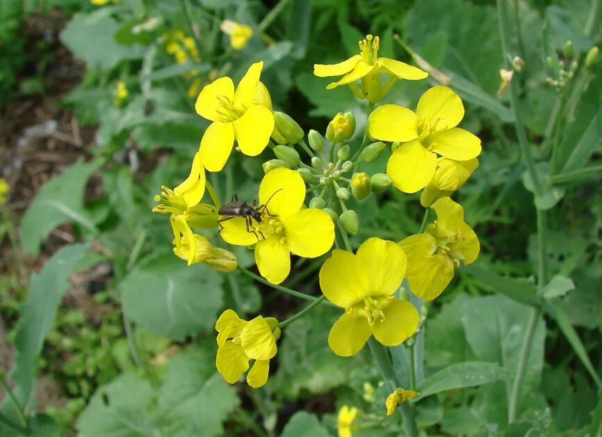 Капуста полевая фото Brassica campestris - Image of an specimen - Plantarium