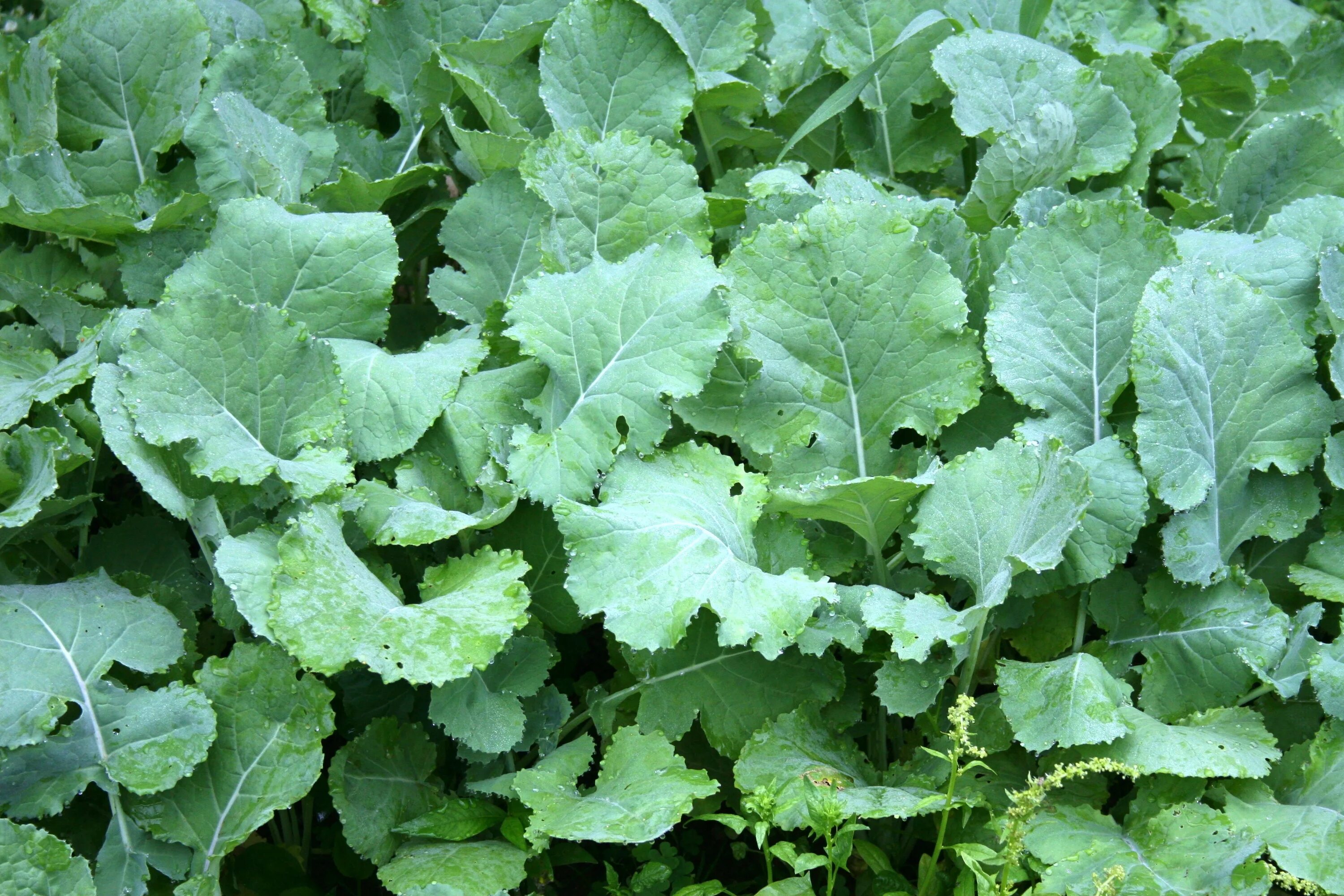 Капуста полевая фото Images Gratuites : champ, fleur, aliments, vert, herbe, produire, légume, Nature