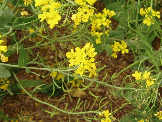 Капуста полевая фото File:BrassicaCampestris3.jpg - Wikimedia Commons