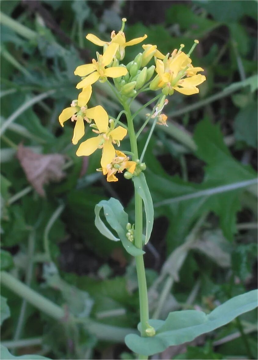 Капуста полевая фото File:Raapsteel bloemen Brassica campestris greens.jpg - Wikimedia Commons