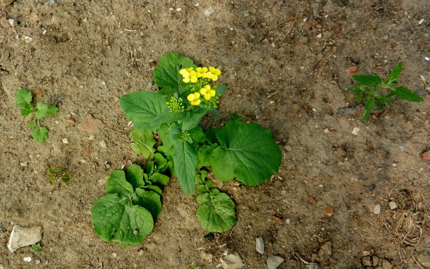 Капуста полевая фото Brassica campestris - Image of an specimen - Plantarium