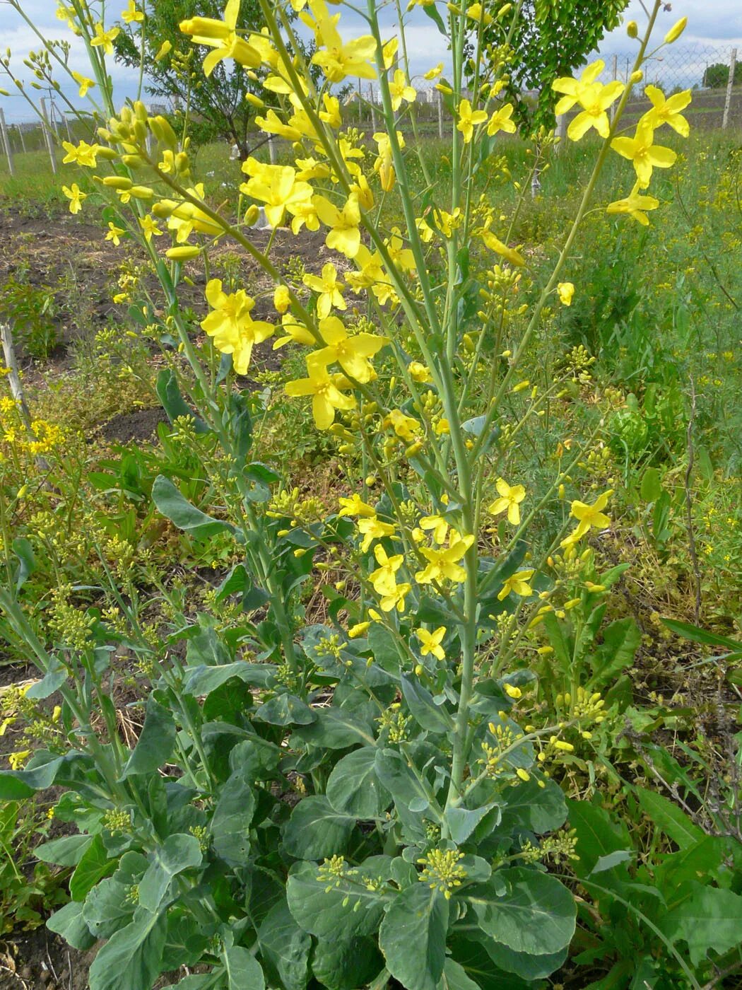 Капуста полевая фото Brassica oleracea - Image of an specimen - Plantarium