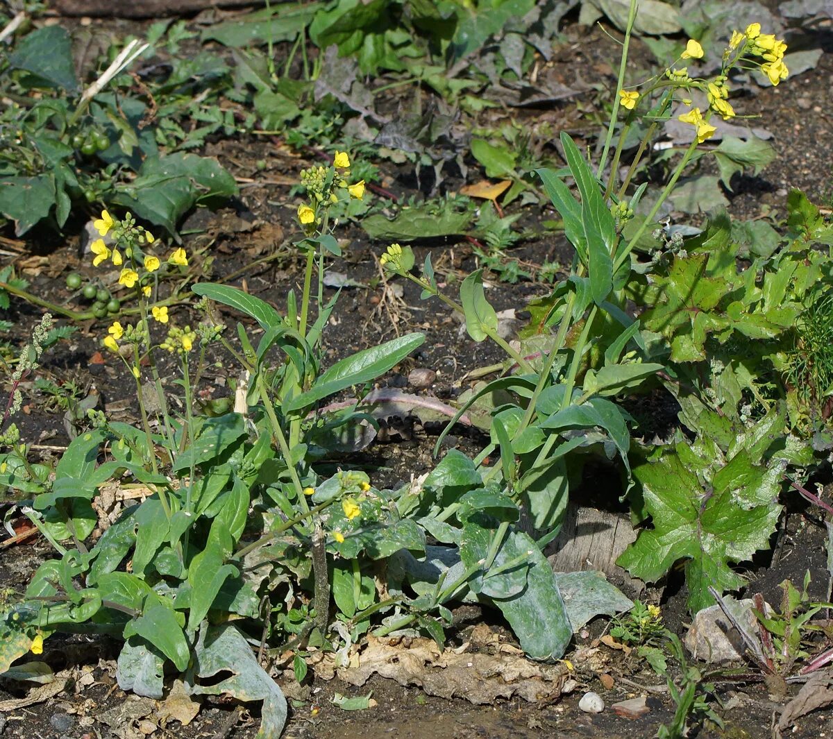 Капуста полевая фото Brassica campestris - Изображение особи - Плантариум