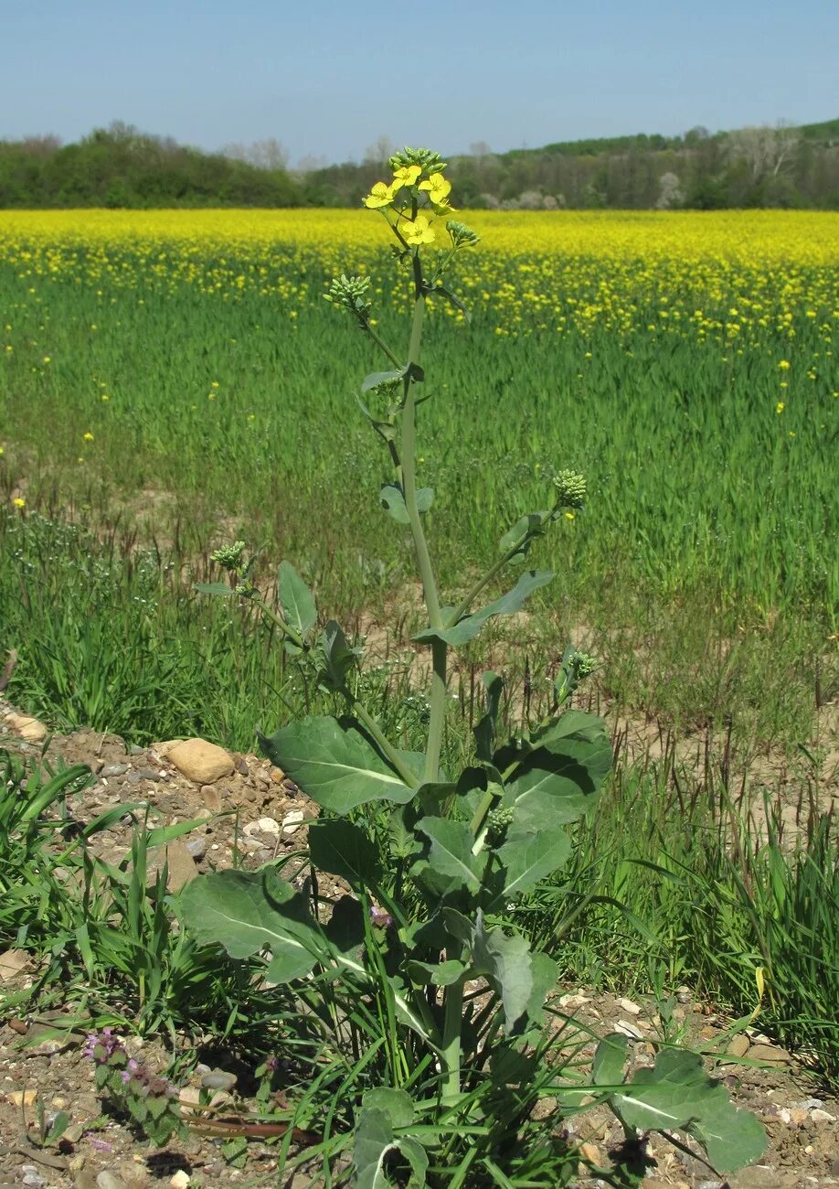 Капуста полевая фото Brassica campestris - Image of an specimen - Plantarium