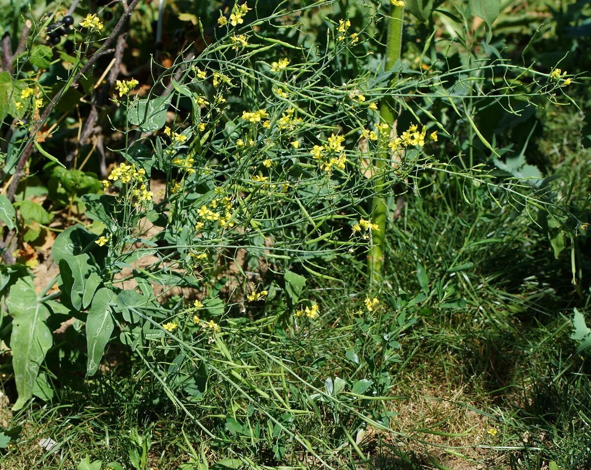 Капуста полевая фото Brassica campestris - Изображение особи - Плантариум