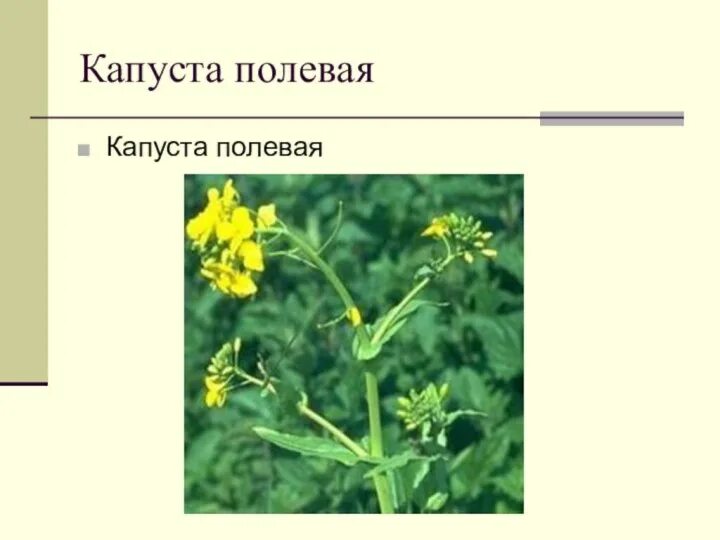 Капуста полевая фото Полевая капуста - MosRosa.ru