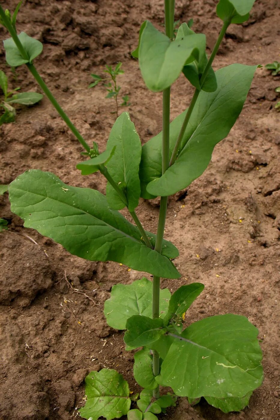 Капуста полевая фото Brassica campestris - Изображение особи - Плантариум