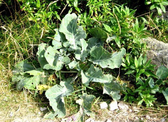 Капуста полевая фото File:Wild Cabbage - Winspit - geograph.org.uk - 1499637.jpg - Wikimedia Commons