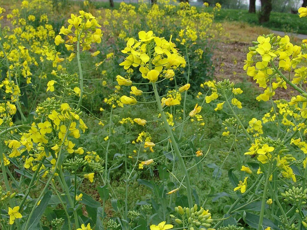 Капуста полевая фото Index of /kulakbiocampus/lage planten/Brassica napus - Koolzaad