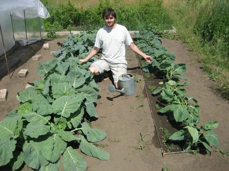 Капуста посадка фото Чем и когда подкармливать огородные растения Cabbage, Plants, Garden