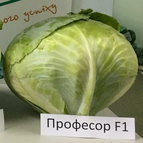 Капуста профессор f1 описание отзывы фото Профессор F1 Семена капусты поздней белокочанной (2500сем) Syngenta Купить с дос
