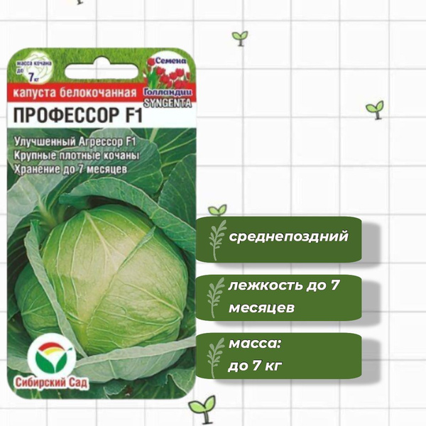 Капуста профессор f1 описание отзывы фото Капуста Сибирский сад СибСадКапуста_1_белокочанная Профессор F1 - купить по выго