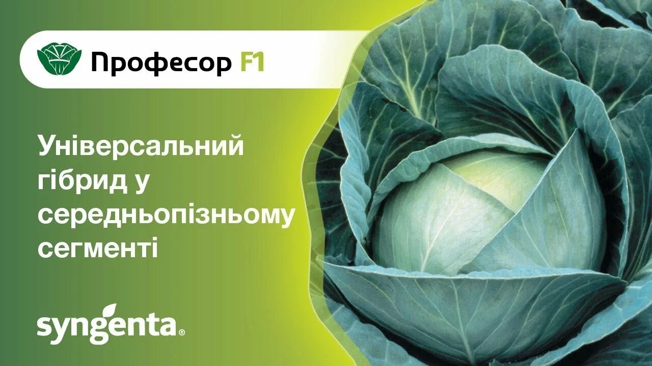 Капуста профессор f1 описание отзывы фото Капуста Професор - універсальний гібрид у середньопізньому сегменті - YouTube