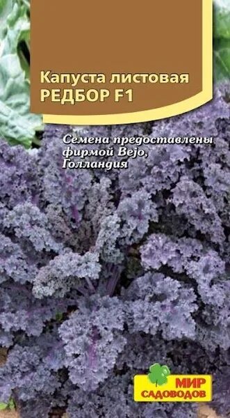 Капуста редбор фото и описание Капуста Мир Садоводов Капуста листовая "Редбор" - купить по выгодным ценам в инт