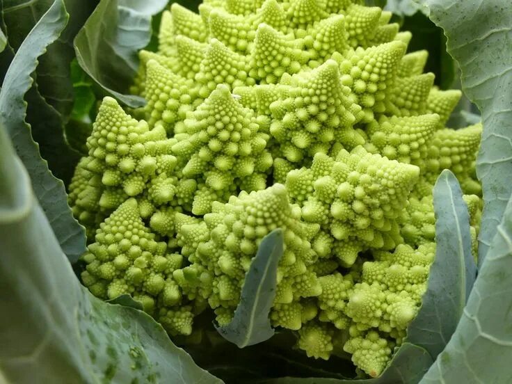 Капуста романо фото What is The Difference Between Romanesco, Cauliflower, and Broccoli? Romanesco b