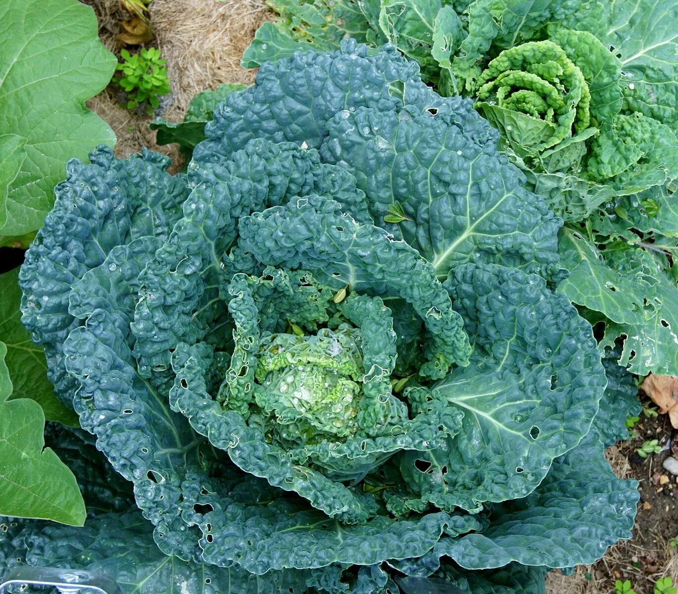 Капуста романо фото File:Brassica oleracea var. sabauda JdP.jpg - Wikimedia Commons