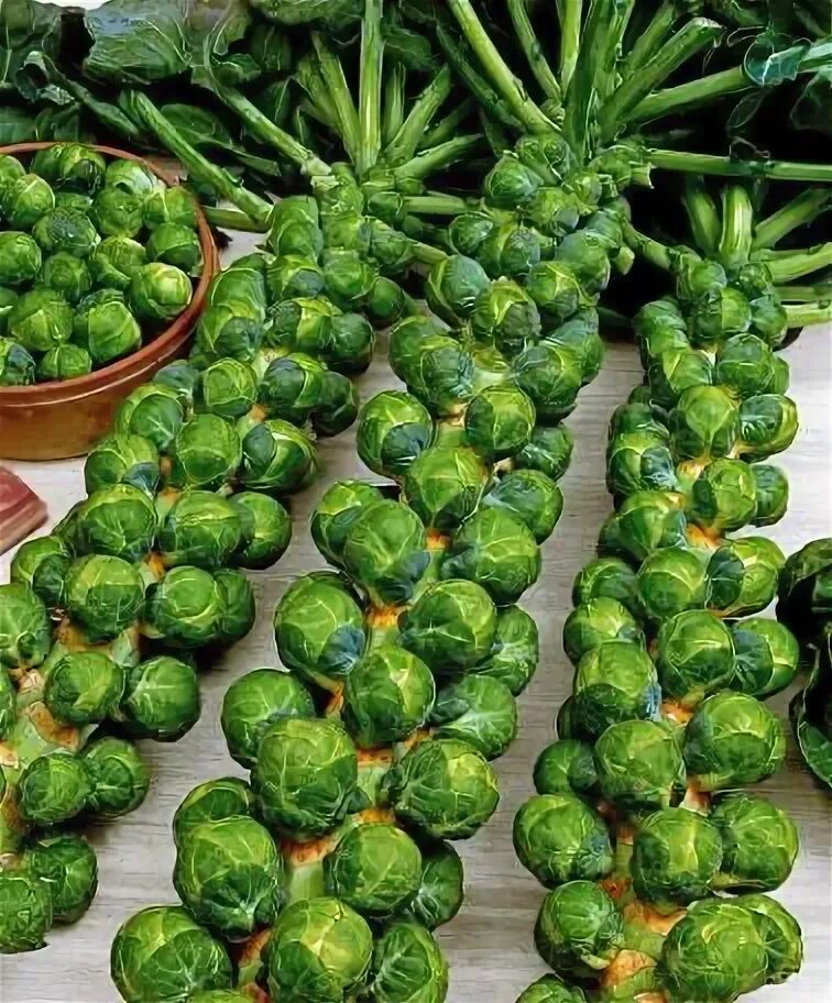 Капуста с маленькими кочанчиками название фото Recherche de Poivron 'Mavras hybride F1' (Page 2) Vegetable garden, Sprouts, Bru