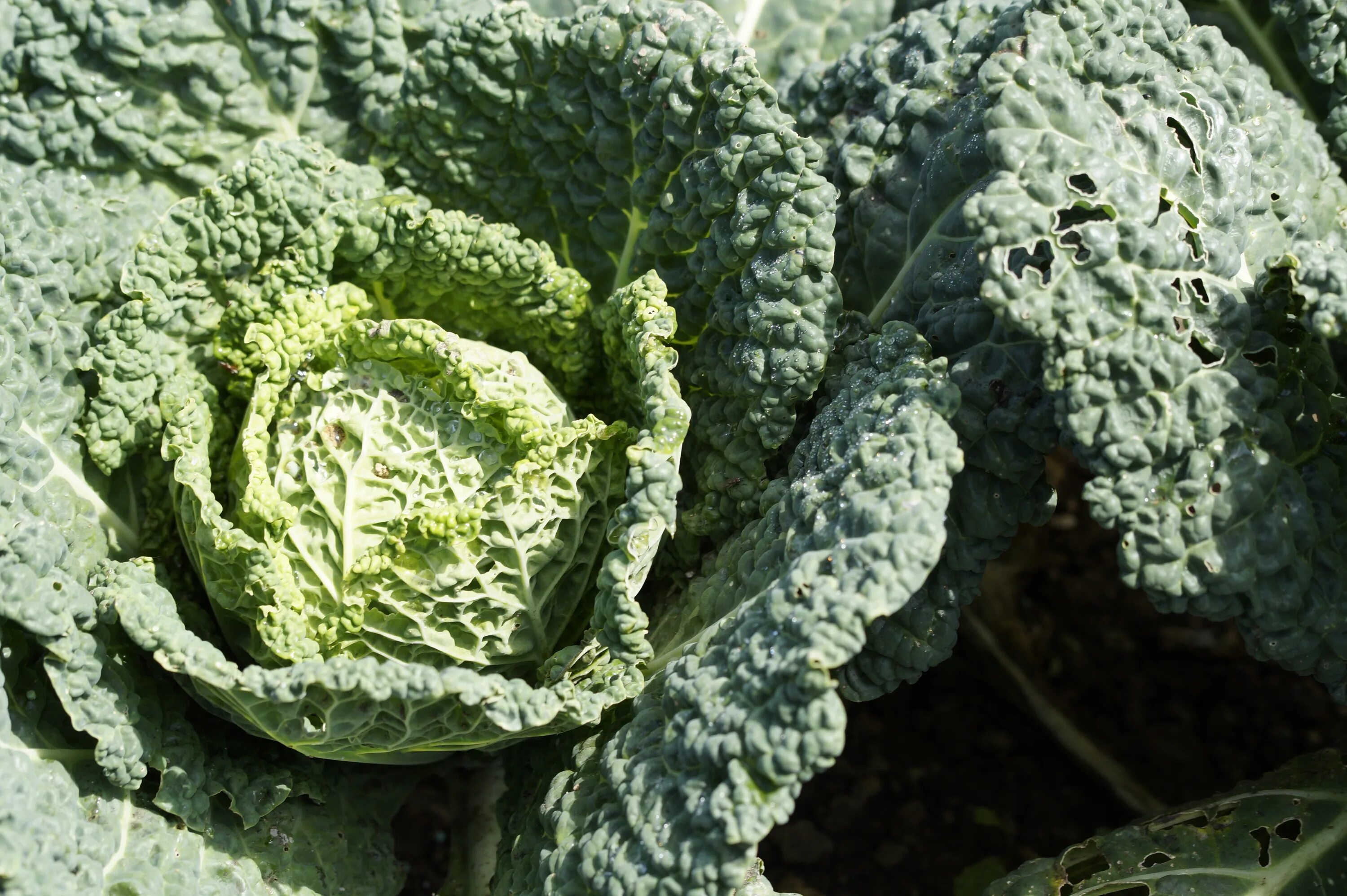Капуста савойская описание сорта фото Healthy savoy cabbage free image download