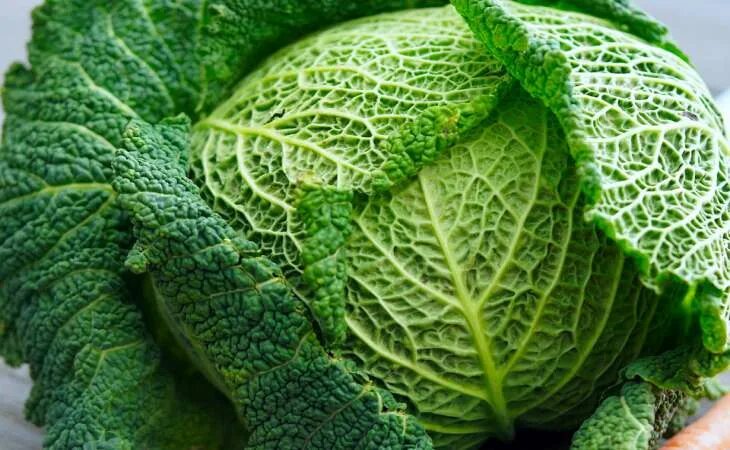 Капуста савойская описание сорта фото Простейший приём, чтобы капустная рассада отлично прижилась: хитрость, о которой