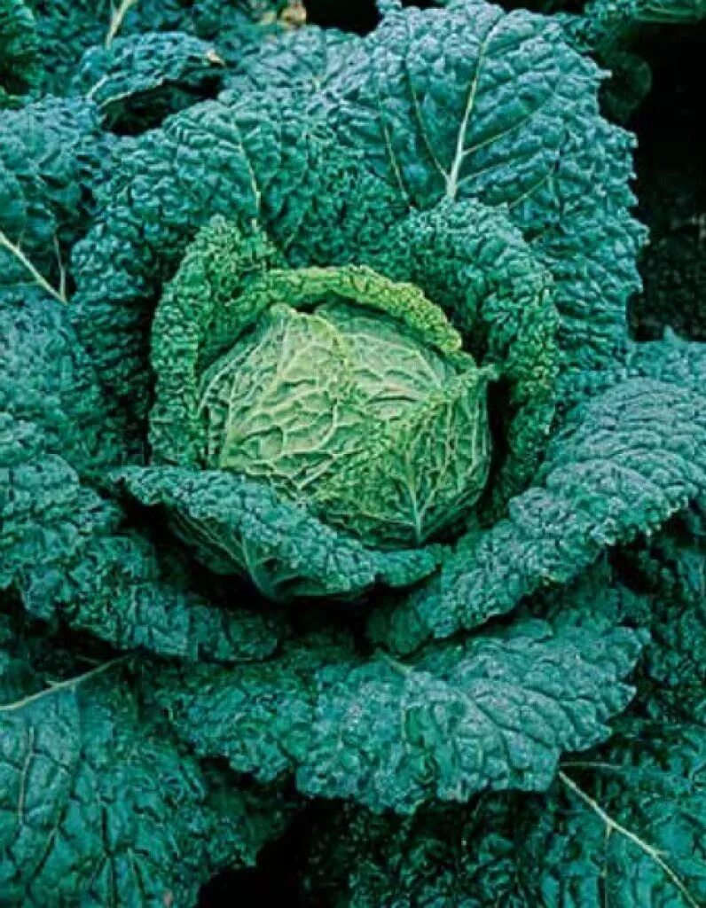 Капуста савойская описание сорта фото Капуста савойская Savoy cabbage Vertus - купить семена в интернет-магазине