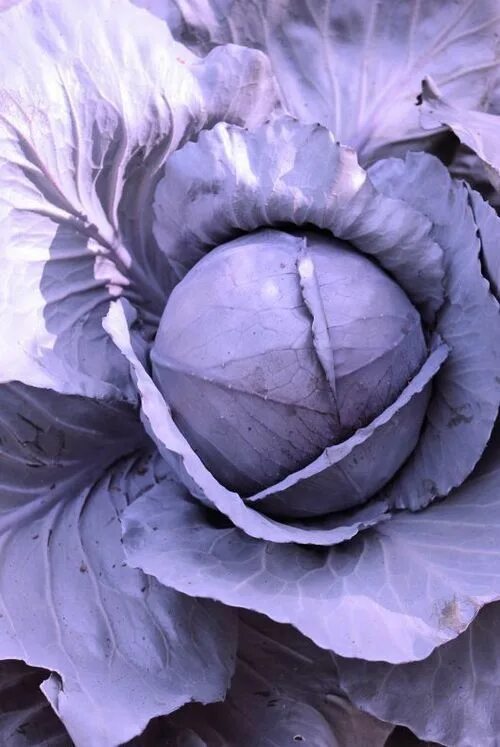 Капуста синяя как называется фото trouvais.com Shades of blue, Cabbage, Purple