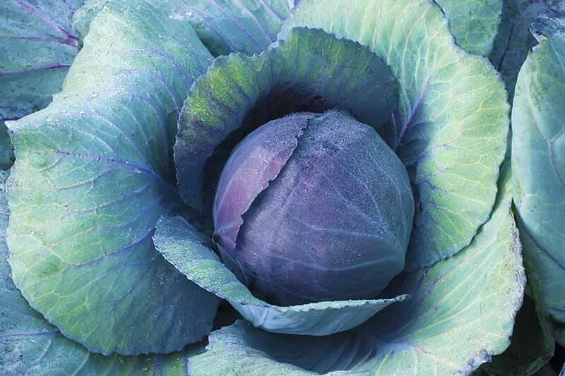 Капуста синяя как называется фото 9 of the Best Cabbage Varieties Gardener's Path Kohlkopf, Grünkohl, Rosenkohl