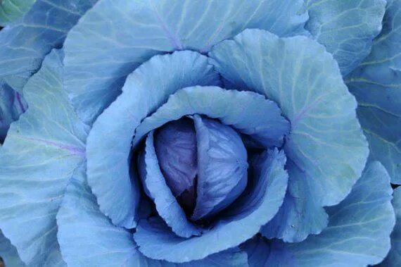Капуста синяя как называется фото Dark red cabbage Roxy - 50 seeds - Brassica oleracea L. - Organic, non-GMO Red c