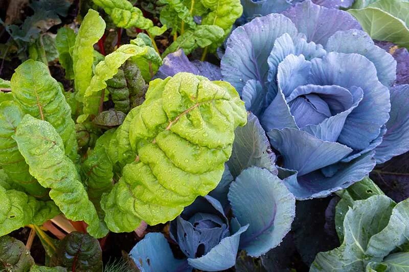 Капуста синяя как называется фото 7 of the Best Companion Plants to Grow with Chard