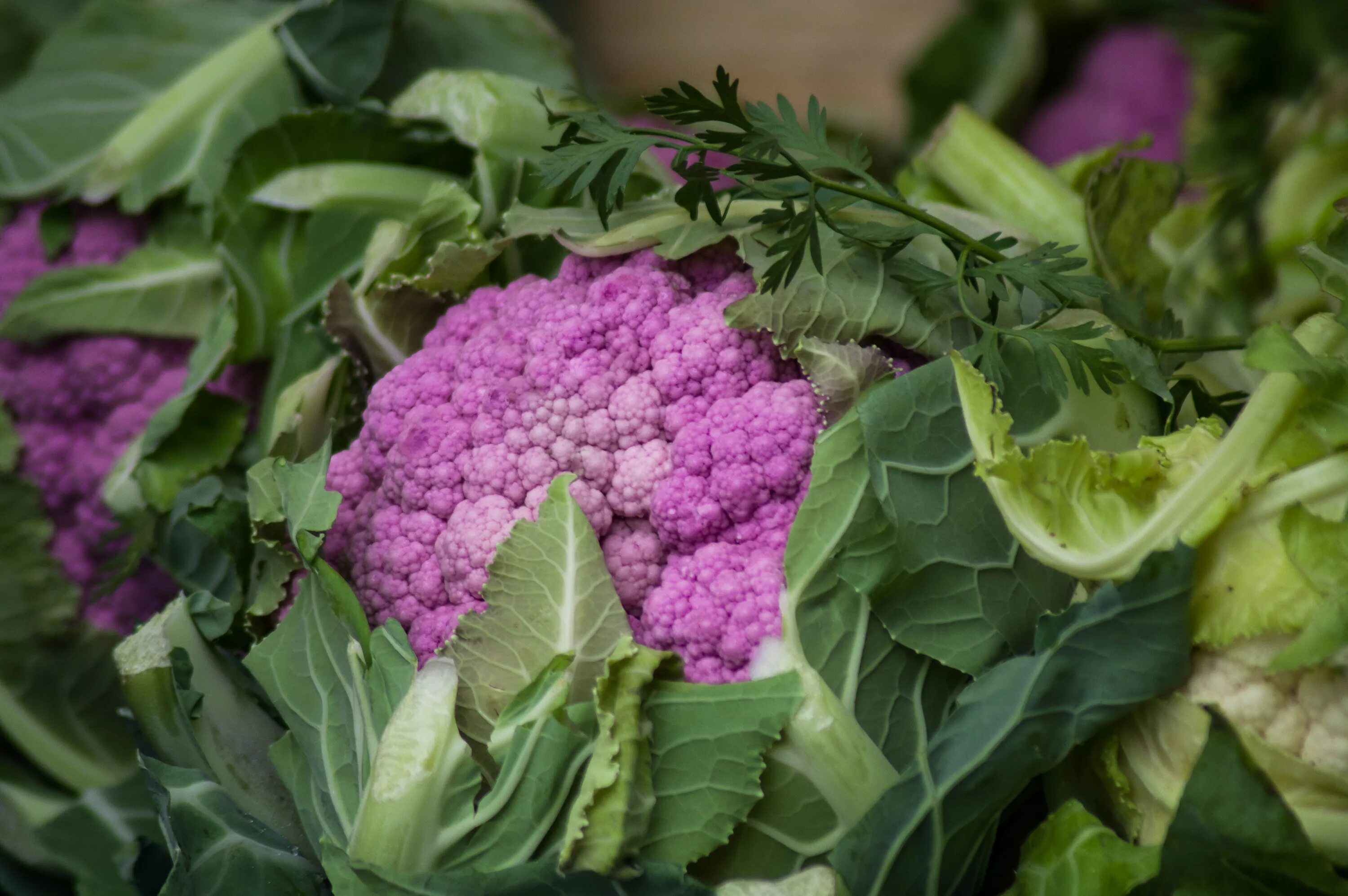 Капуста цвет фото цветная Cauliflower Vegetable free image download