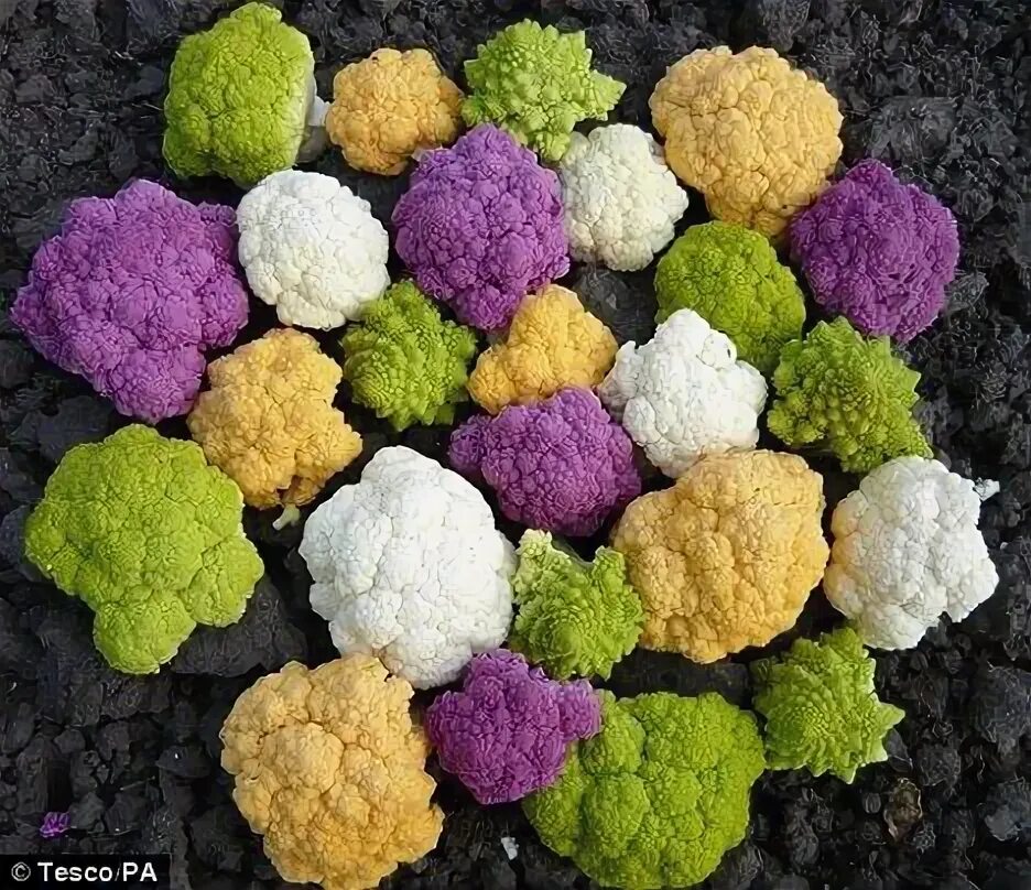 Капуста цвет фото цветная Eat your greens... and pinks and yellows: How Tesco is trying to get children to