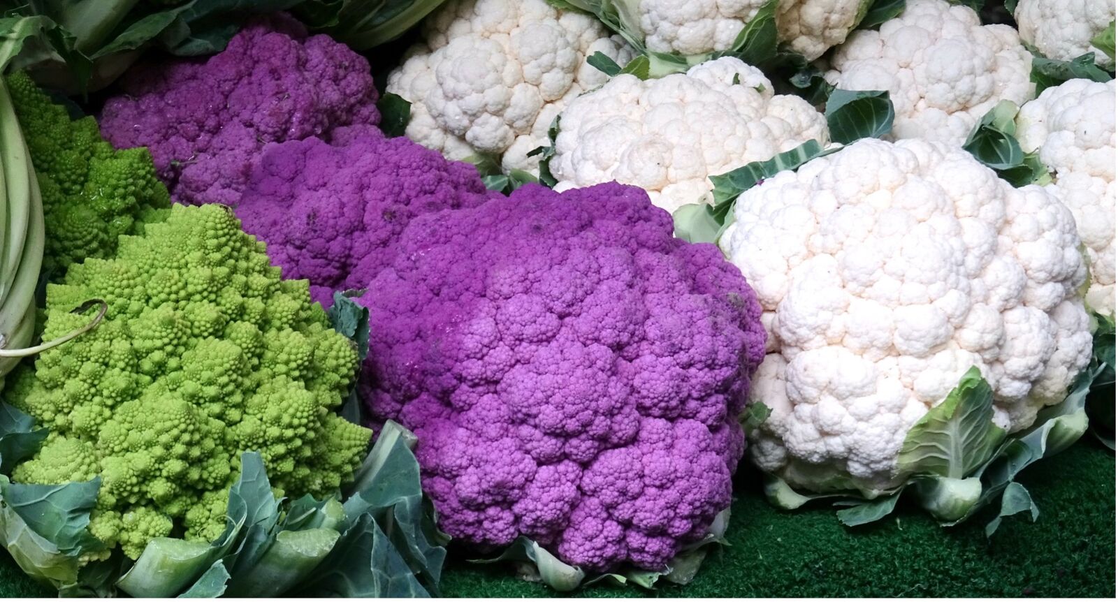 Капуста цвет фото цветная Planting cauliflower: Cultivation, care & harvest