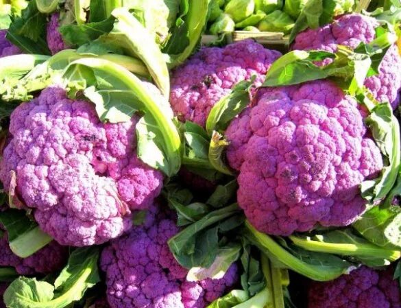 Капуста цвет фото цветная Капуста цветная Cauliflower Di Sicilia Violetto - купить семена в интернет-магаз