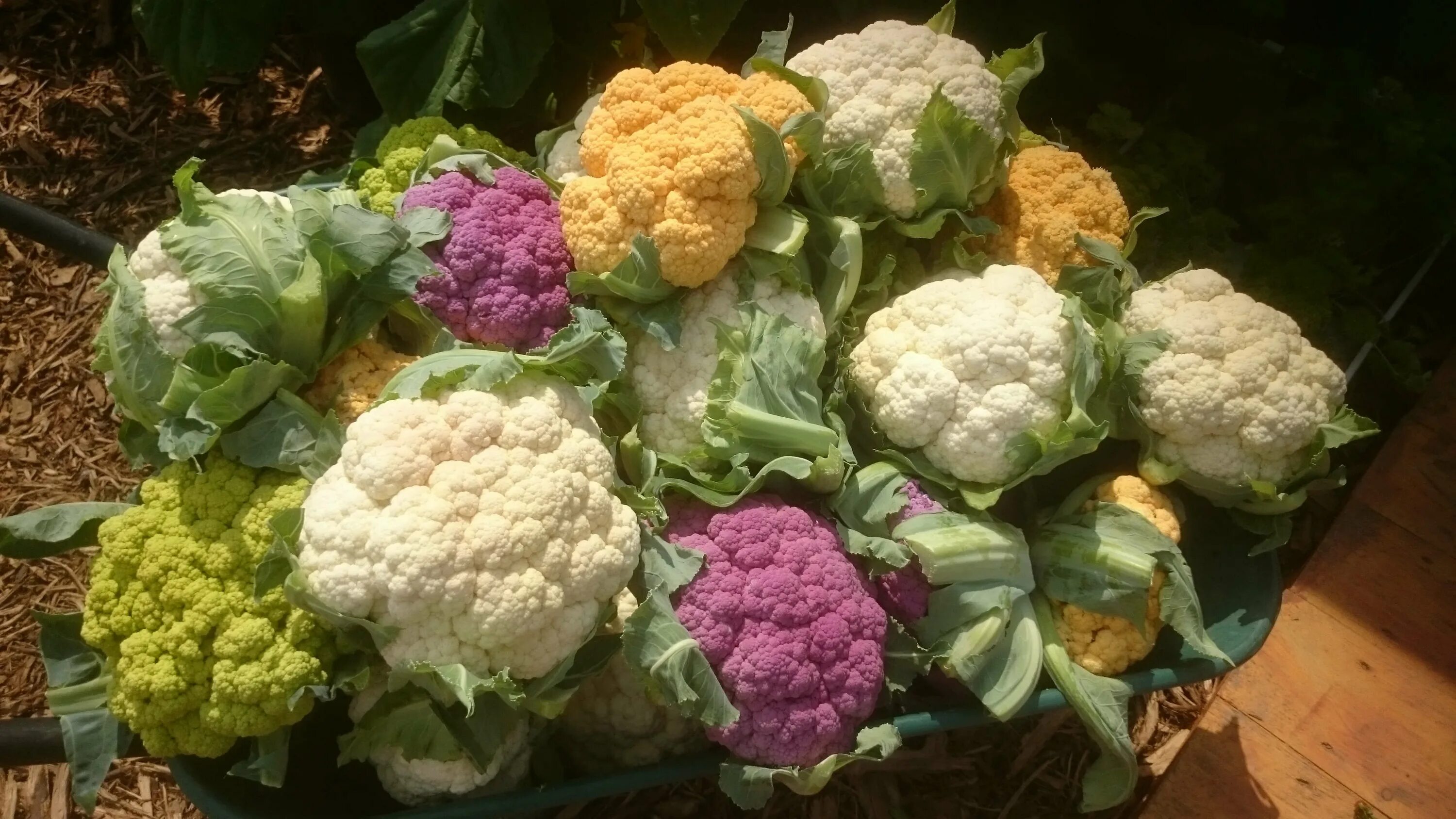 Капуста цветная фото какая бывает как выглядит Gardening 101: Cauliflower - Gardenista