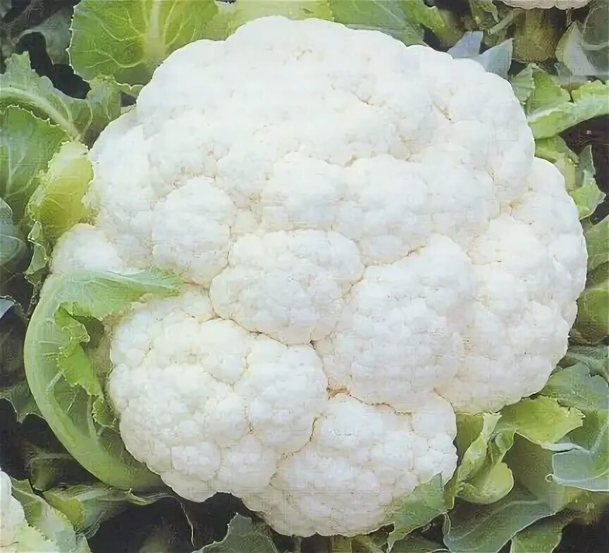 Капуста цветная описание фото Капуста цветная Cauliflower Erfurter - купить семена в интернет-магазине