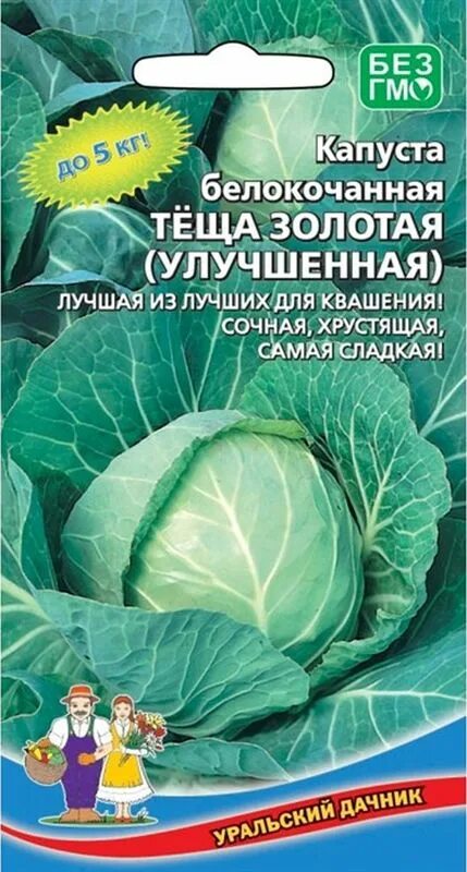 Капуста теща фото Семена Капуста б/к Теща золотая: описание сорта, фото - купить с доставкой или п