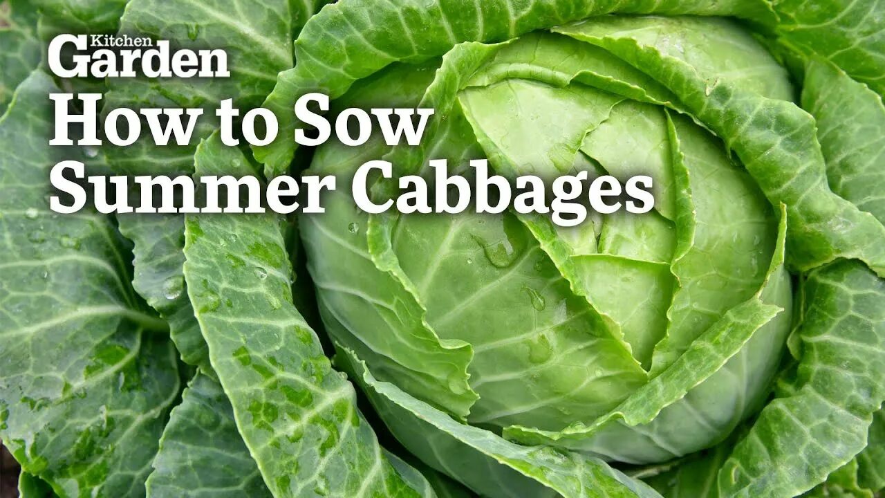 Капуста точка фото How to Sow Summer Cabbages - YouTube