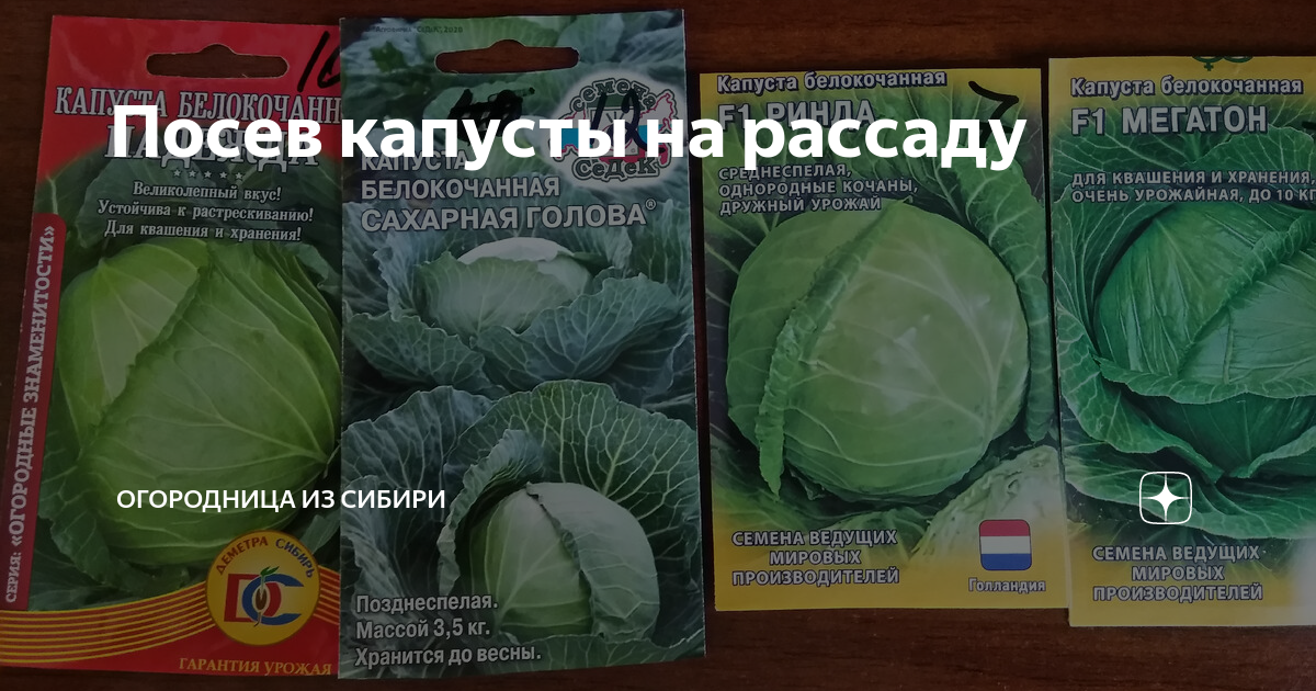 Капуста вспышка описание сорта фото отзывы Посев капусты на рассаду Огородница из Сибири Дзен