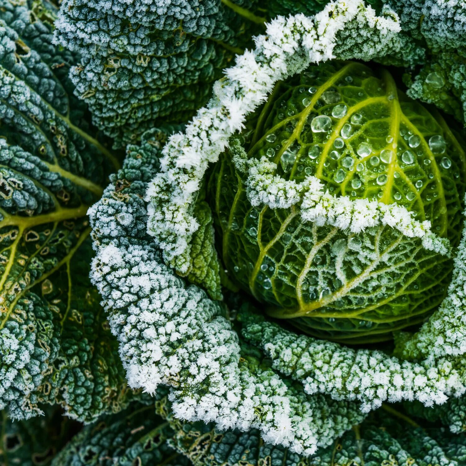 Капуста зимних сортов фото Quels légumes peut-on cultiver en hiver? - Matelma