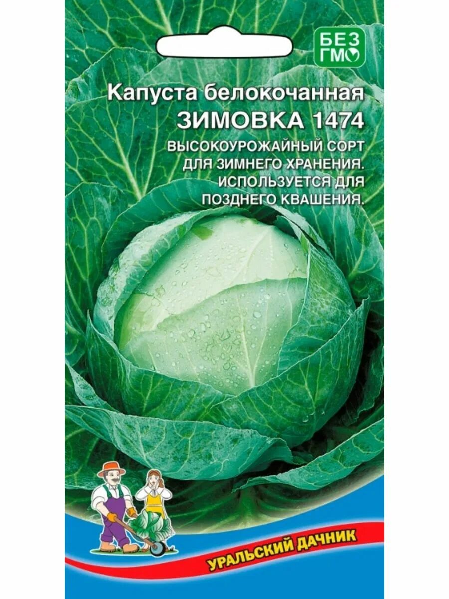 Капуста зимовка фото описание Семена Капуста белокочанная Зимовка 1474 Уральский Дачник 208883837 купить в инт