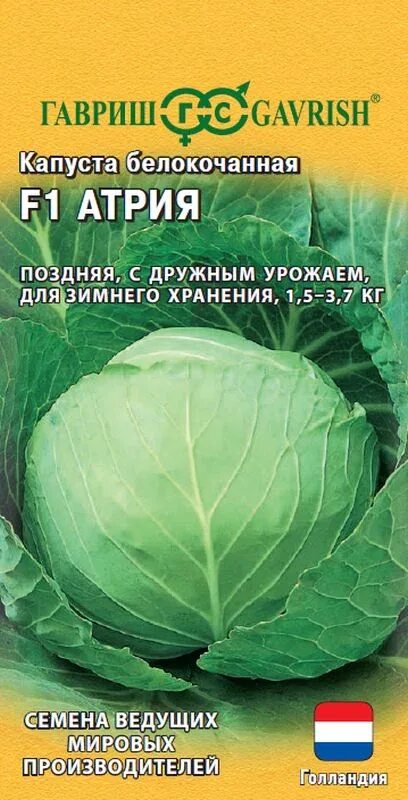 Капуста золтан описание сорта фото отзывы Семена Капуста б/к F1 Атрия: описание сорта, фото - купить с доставкой или почто